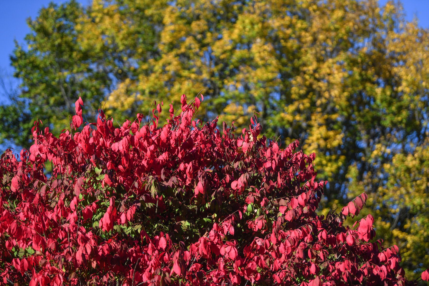 101420-qc-nws-fallcolors-001